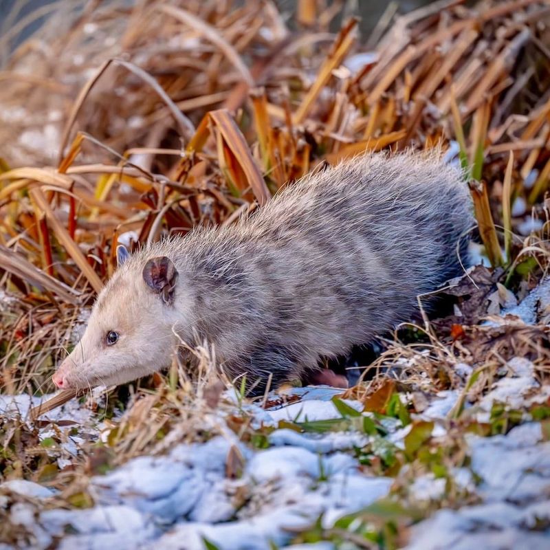 They Search For Easy Food After Winter
