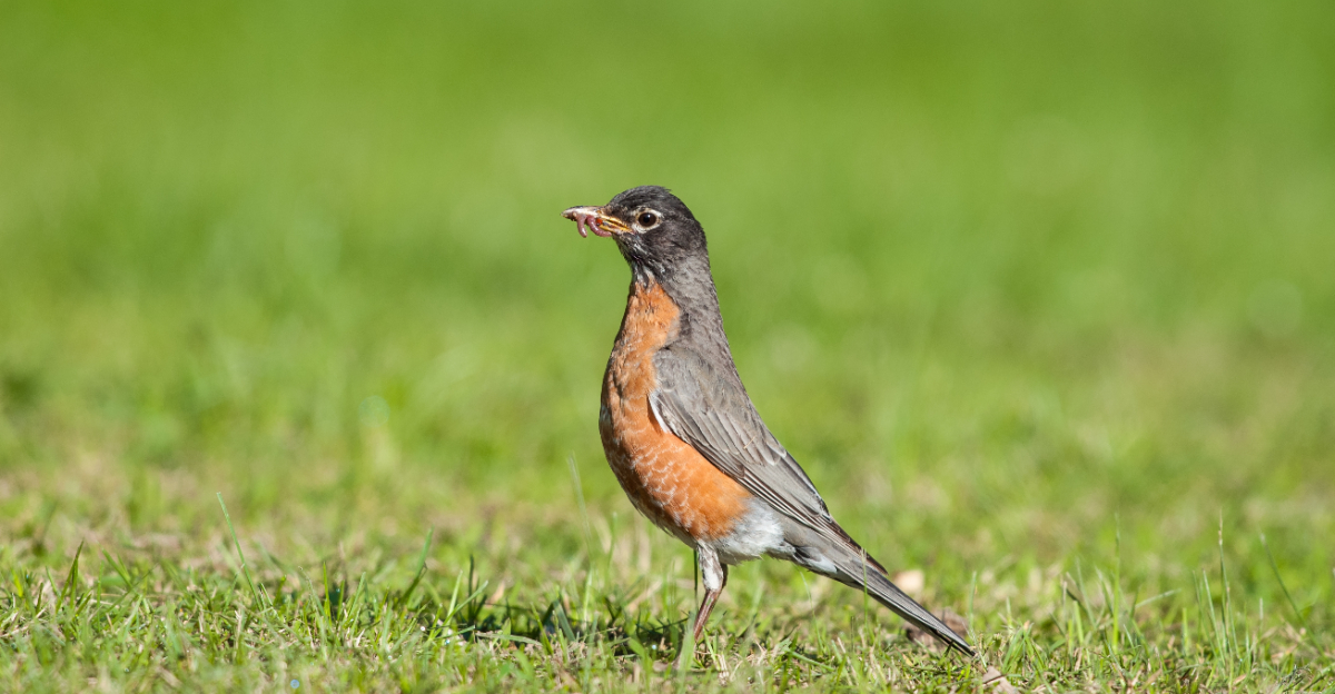 robin on lawn