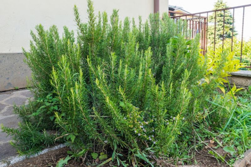 Nevada's Desert Climate Is Perfect For Rosemary