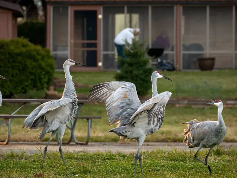 Loss Of Habitat Is Driving Sandhill Cranes Into Urban Areas