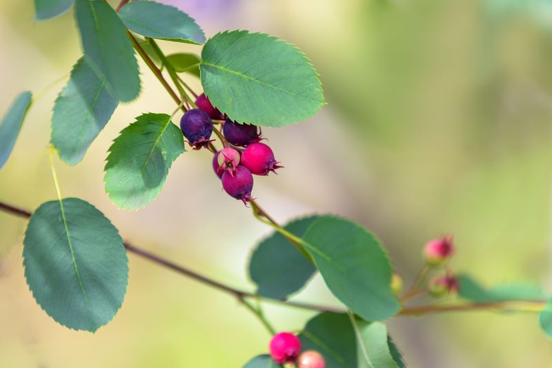 Simple Care Tips For Growing A Healthy Serviceberry