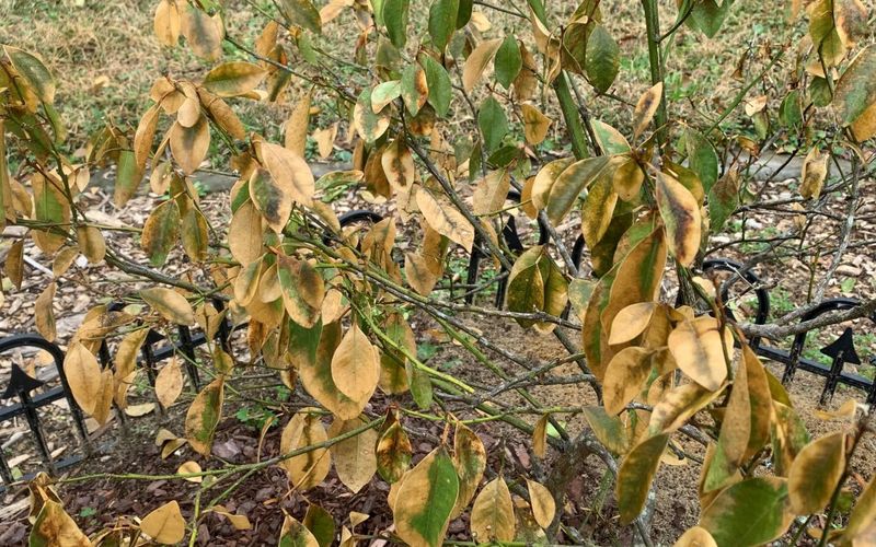 Winter Damage Shows Up Fast