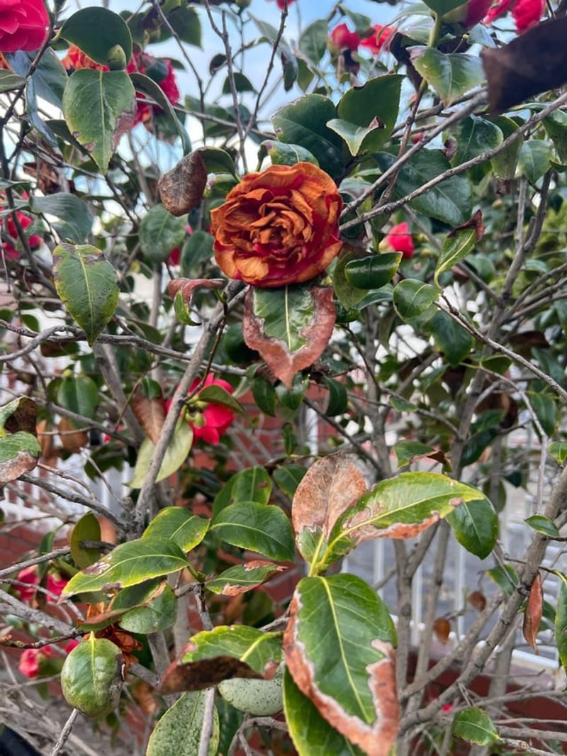Plants Struggling With Weather Swings