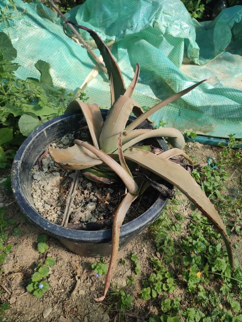 Sunburn Causes Browning