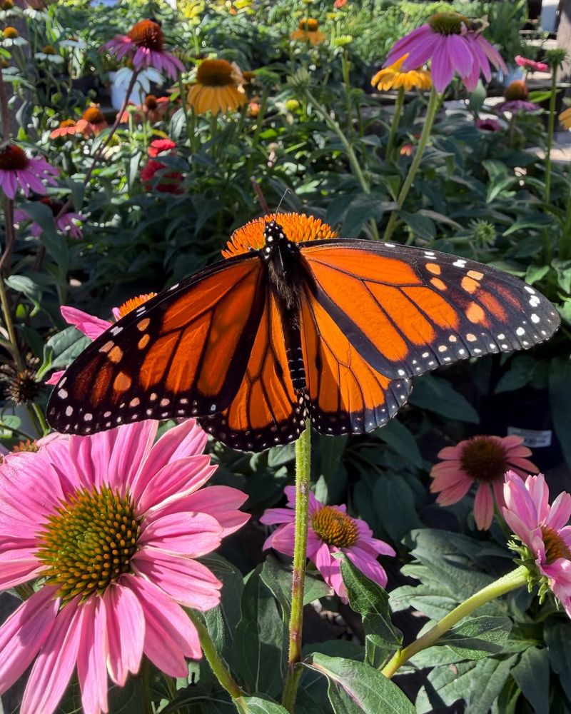 Why Butterflies Arrive So Fast