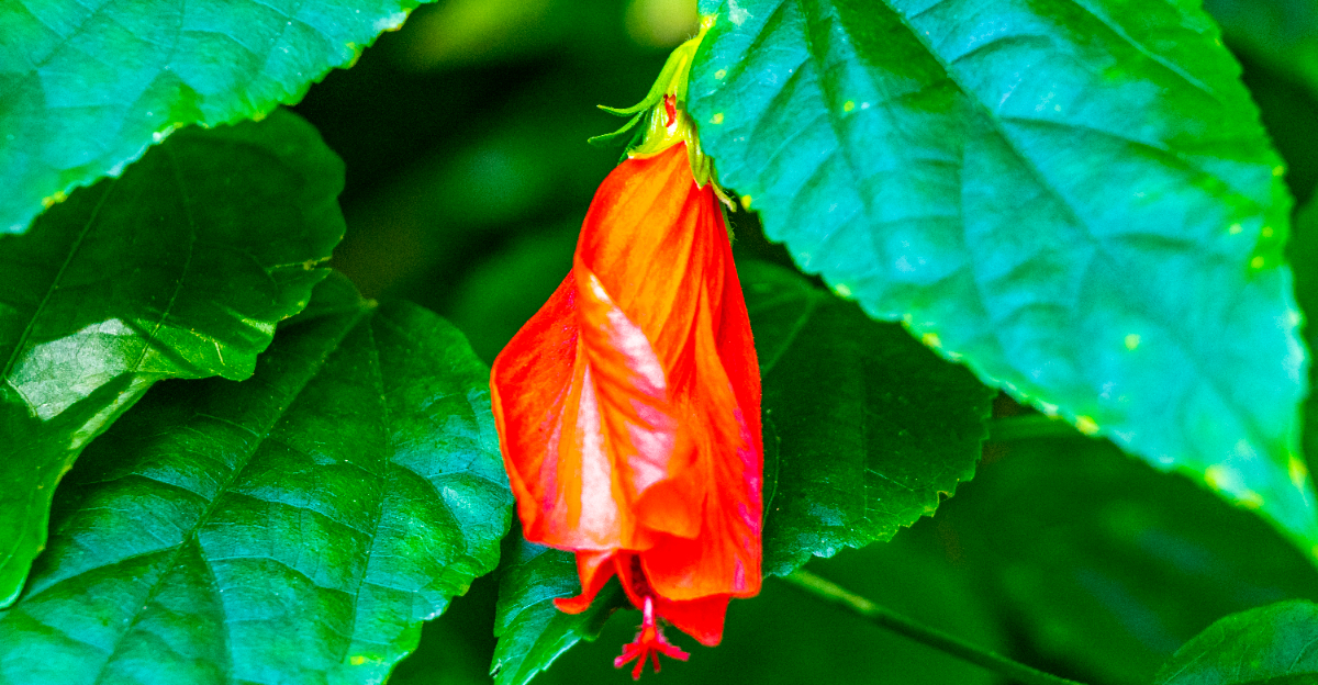 hibiscus bud drop