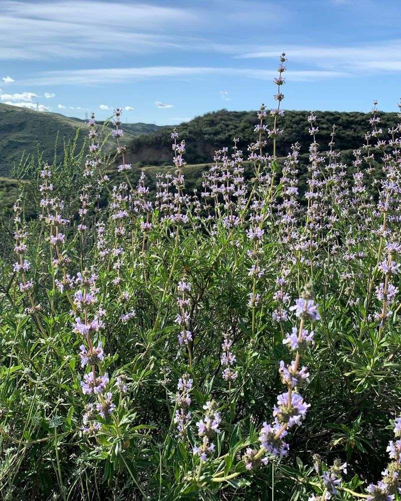 Mediterranean Climate With Extended Growing Windows