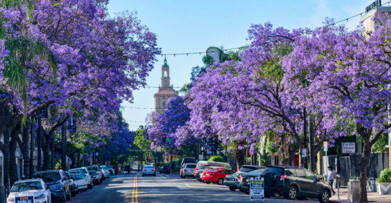 Why Some California Plants Bloom Twice In One Season