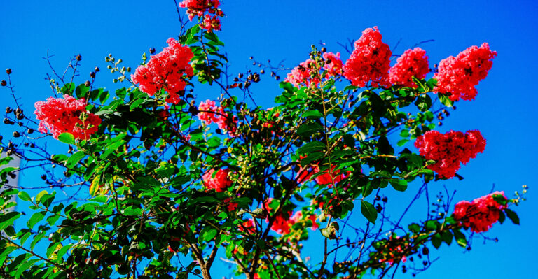 crape myrtle slow bloom