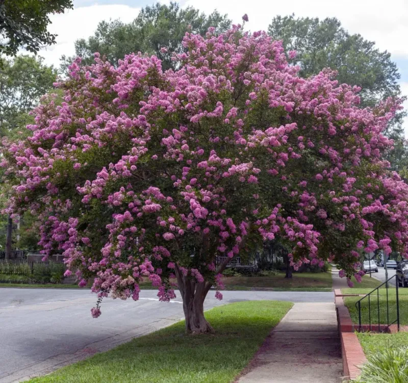 Natural Variation Between Crape Myrtle Varieties