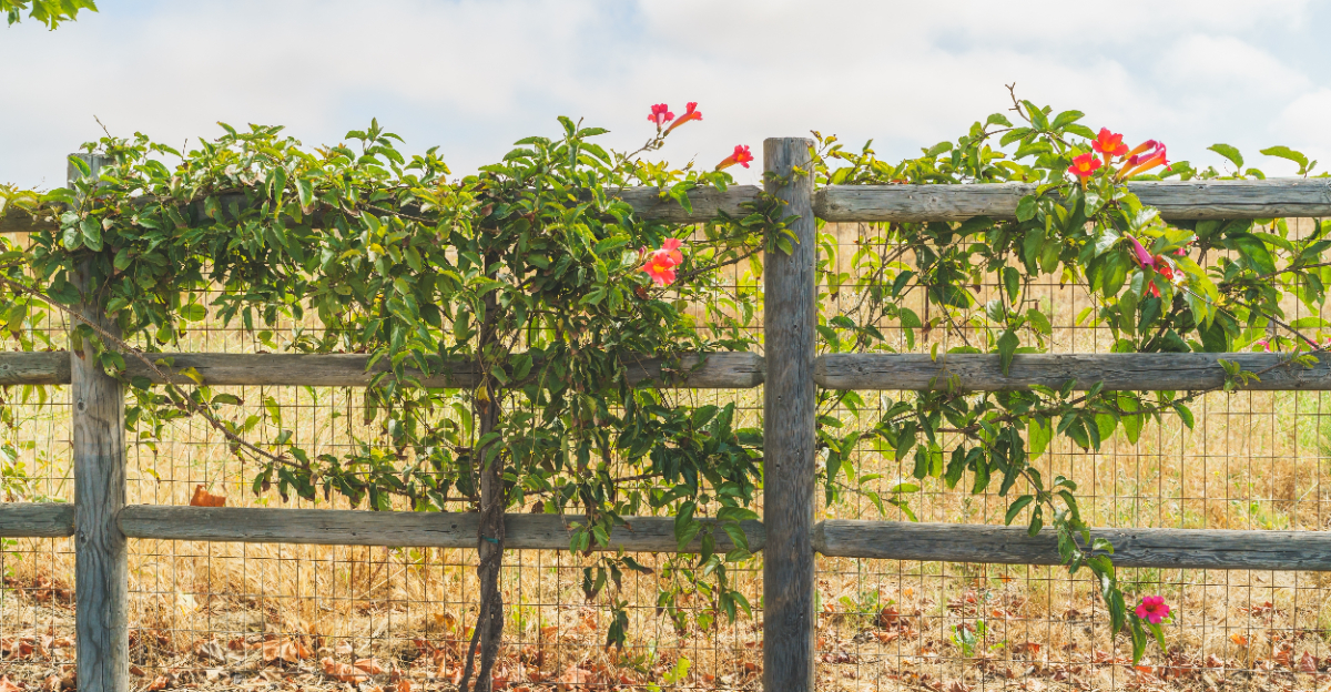 flowering vine