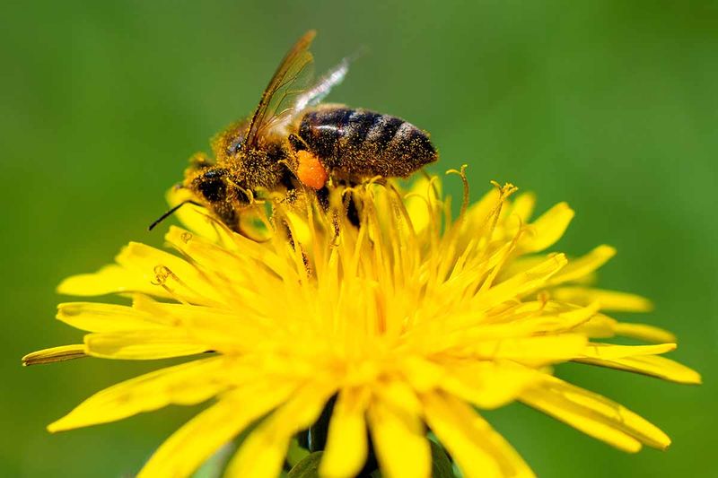 Helping Bees And Butterflies