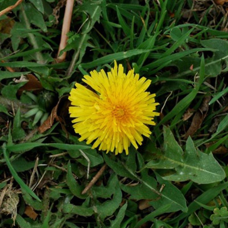 Why Some Gardeners Hate Them