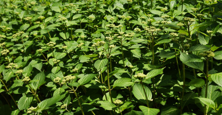 hydrangea without blooms