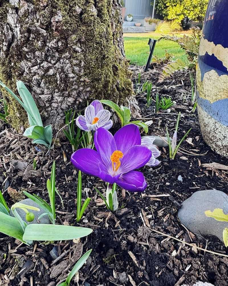 Why Flowers Bloom Early