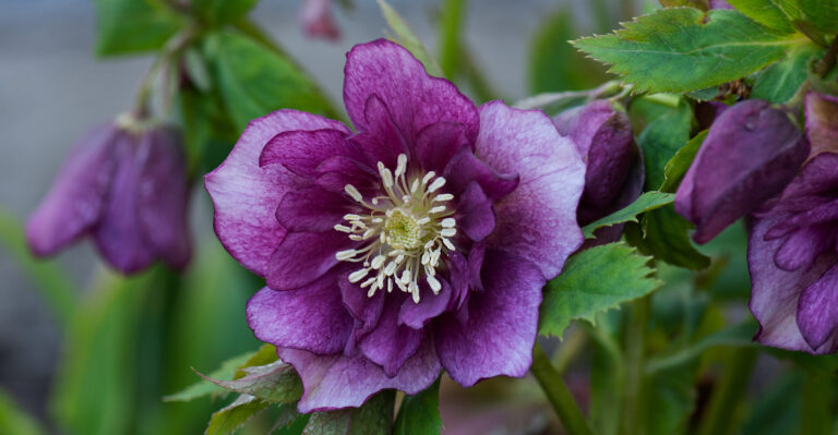 hellebore