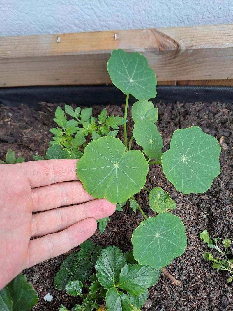 Longer Days Trigger Growth