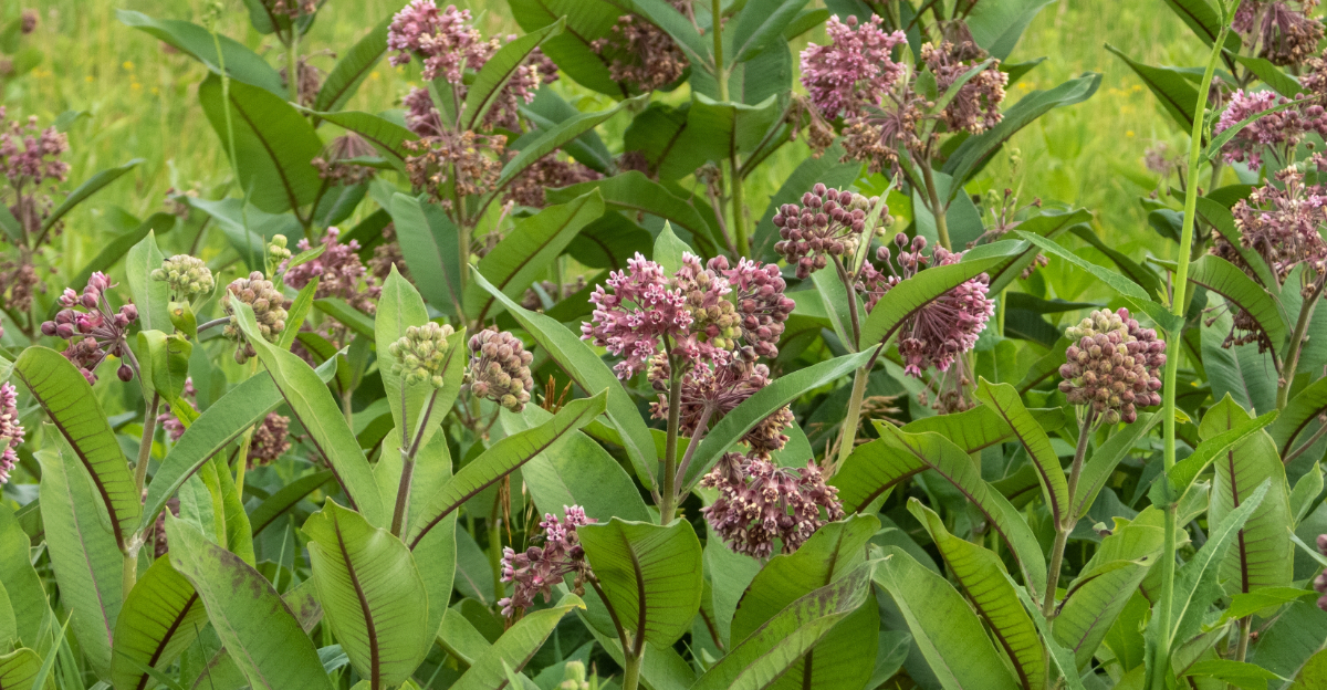 common milkweed