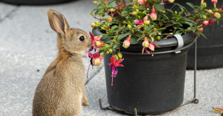 rabbit eating fuchsia