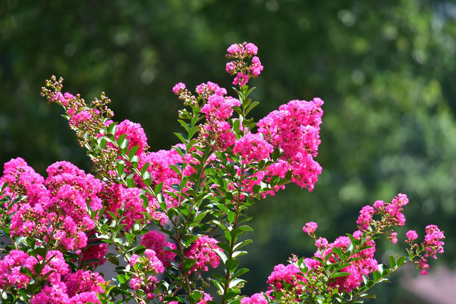 crape myrtle