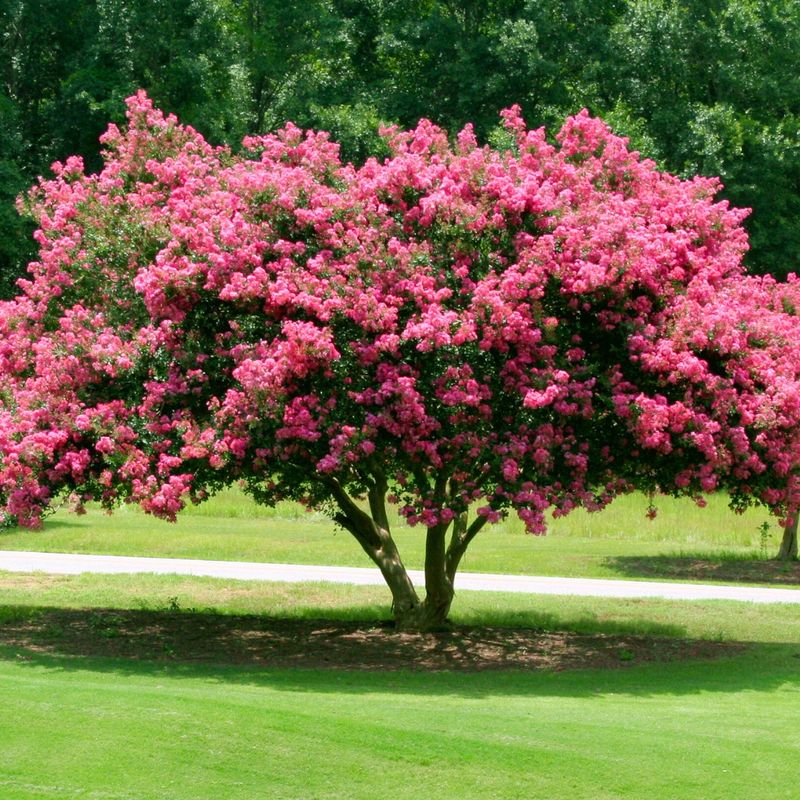 The Downsides Of Crape Myrtles In Texas Landscapes