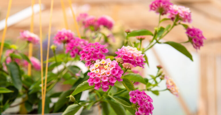 Why Texans Love Planting This Colorful Plant On Their Patio