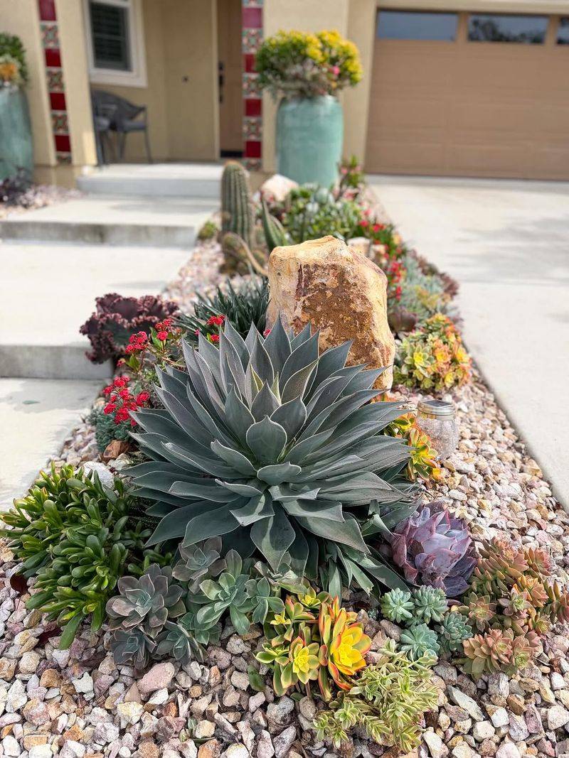 Succulents Handle Texas Heat Well