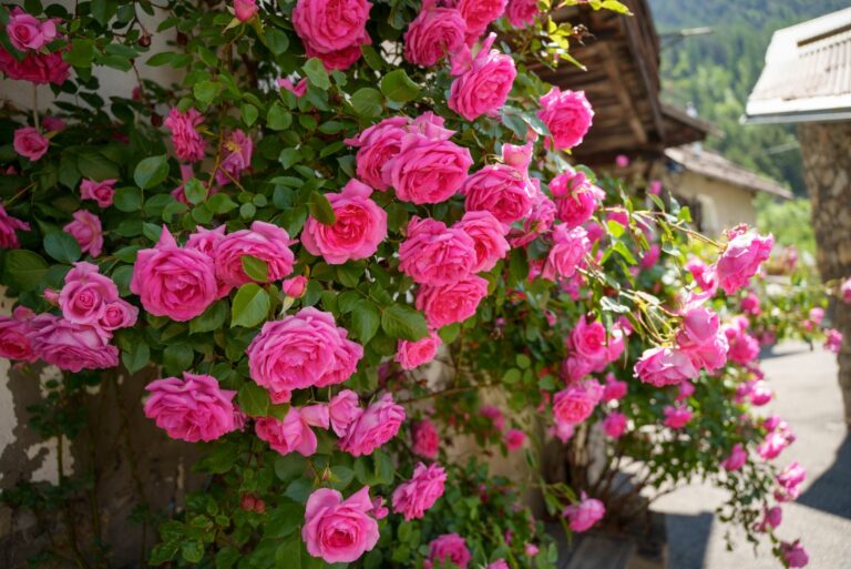 climbing roses