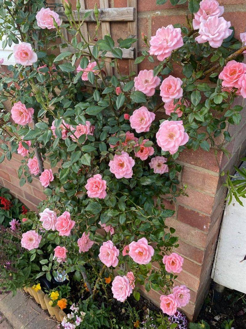Climbing Roses Thrive In Texas Sun And Heat
