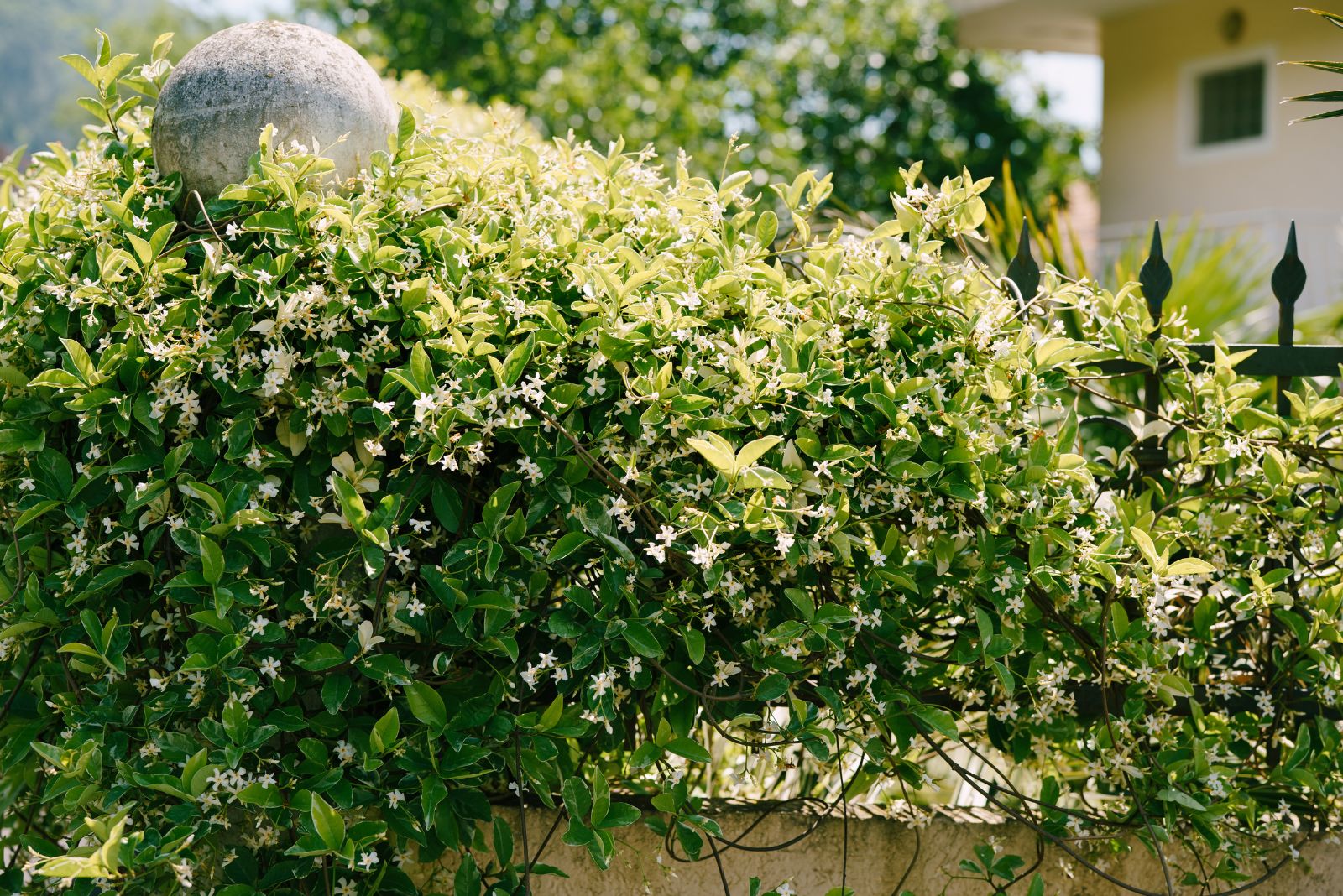 star jasmine