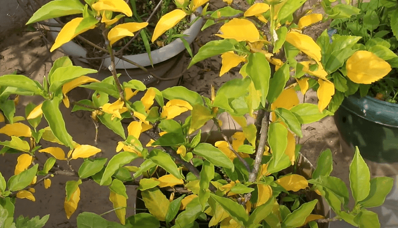 Yellow Leaves In March Do Not Always Point To A Feeding Problem