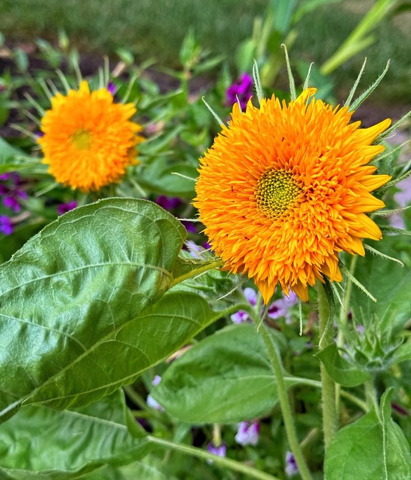 Choosing The Right Location For Your Teddy Bear Sunflowers