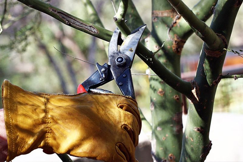 How To Tell Which Plants Need Pruning