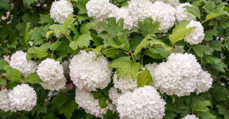 Walter's viburnum