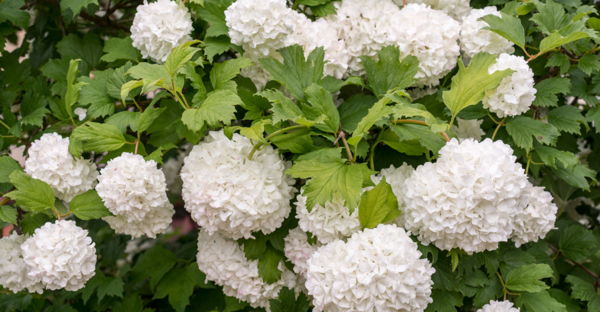 Walter's viburnum