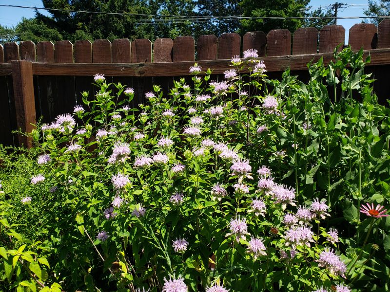 Wild Bergamot Fit Naturally Into Old Ohio Farmhouse Landscapes