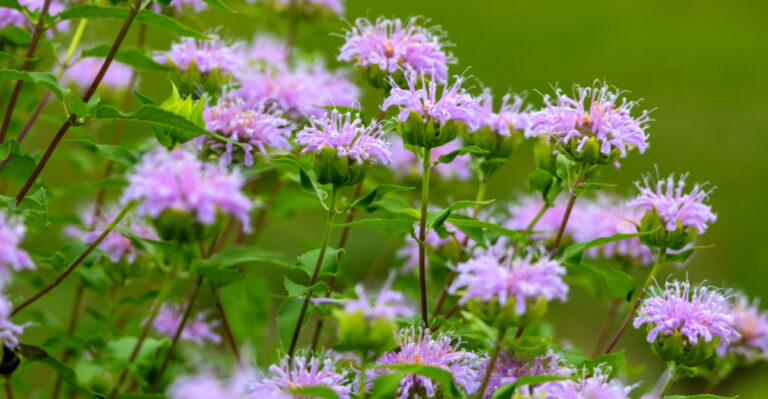 Why This Native Flower Used To Grow Near Every Ohio Farmhouse