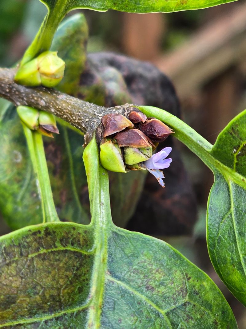 Lilacs Form Buds Earlier Than You Think