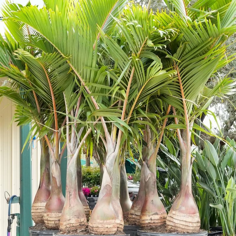 The Best Season To Plant Palms In Florida Yards