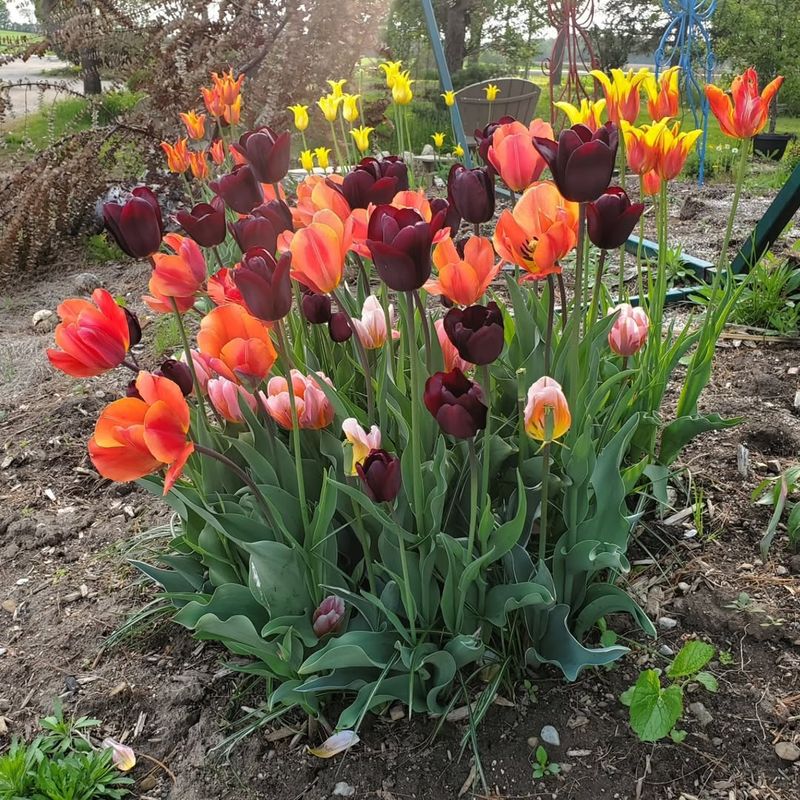 The Best Tulip Types For Pennsylvania Gardens