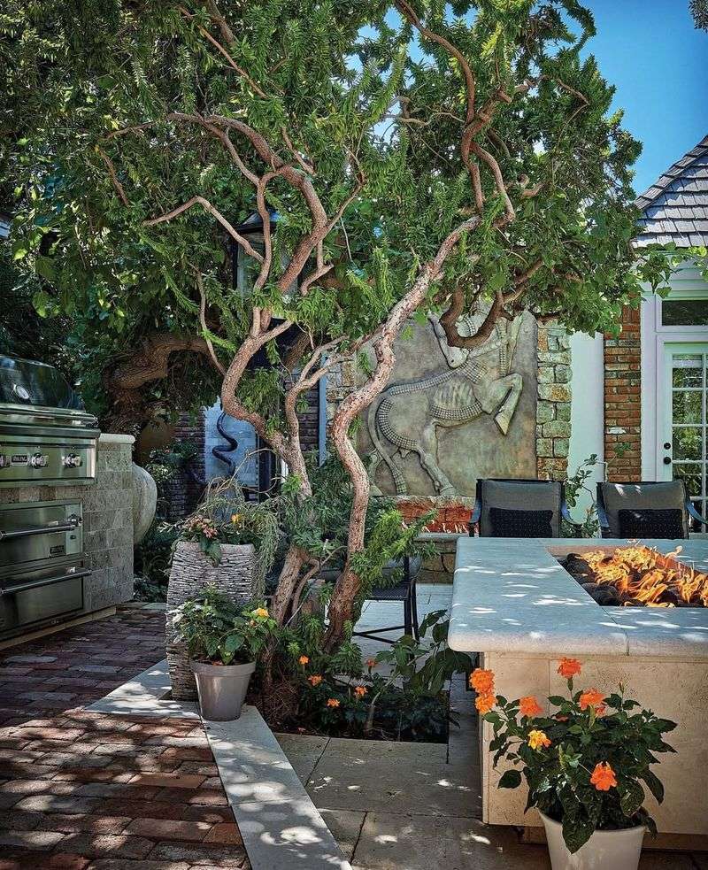 Its Twisted Branches Create A Sculptural Look In The Landscape