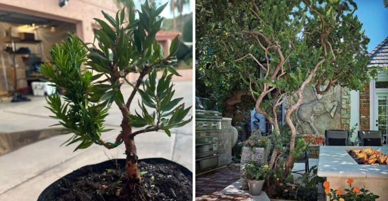 Why Twisted Myrtle Stands Out Among Evergreens In Arizona Landscapes