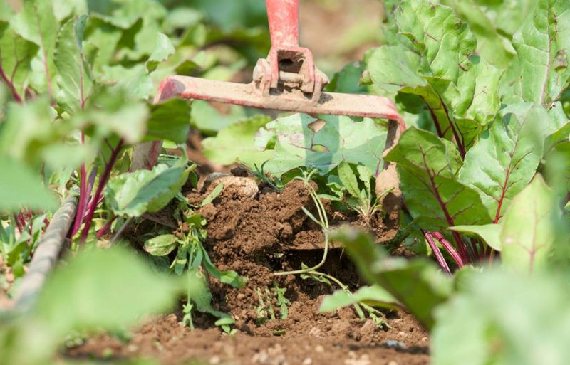 Roots Left In The Soil