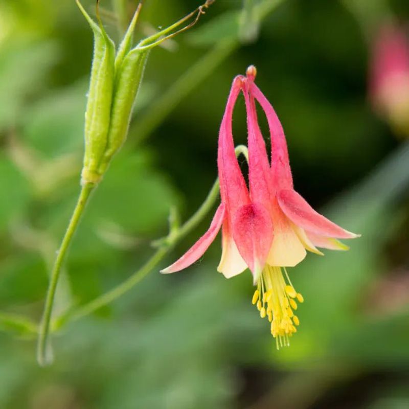 The Best Time To Plant Wild Columbine In Pennsylvania