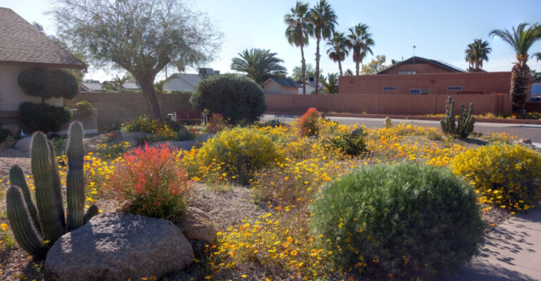 Why Xeriscaping Is A Smart Choice For Arizona Gardens