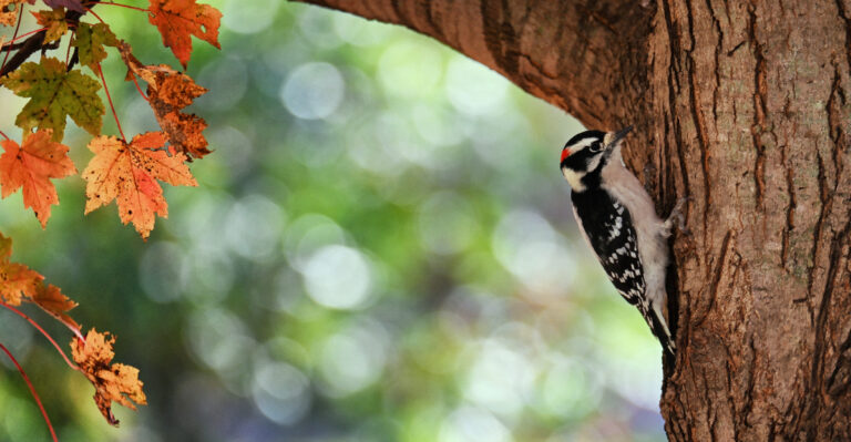 woodpecker on a tree