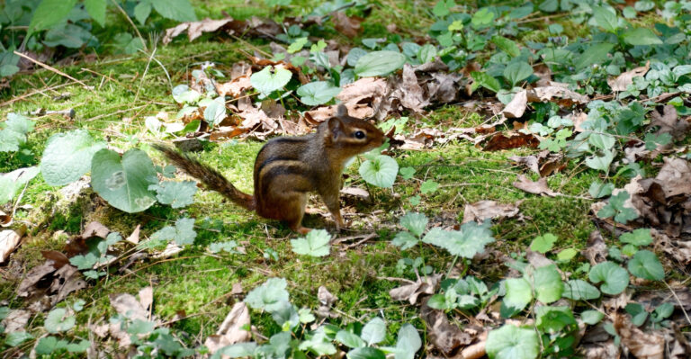 chipmunk in garden