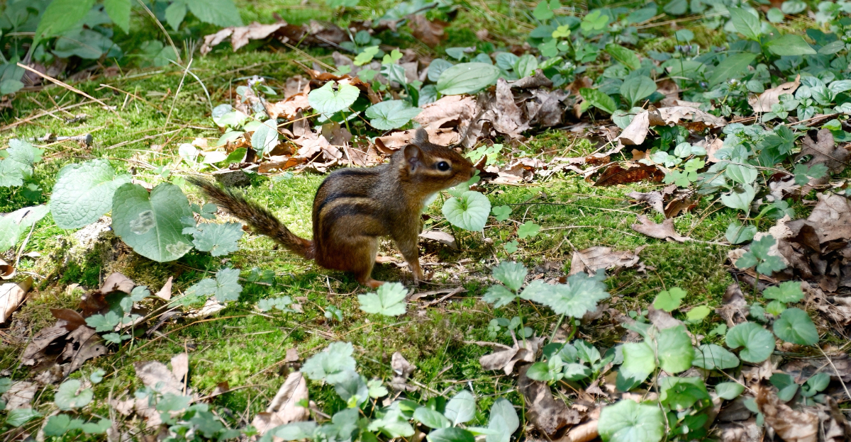 chipmunk in garden