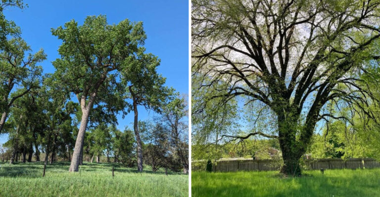 Why You Cannot Cut Down Certain Trees And Shrubs Near Wetlands In Michigan