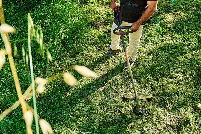 The Biggest Mistakes That Make Knotweed Worse